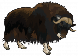 Domestic yak Clip art - Buffalo animal png download - 1331 ...