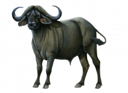 Buffalo PNG Image - PurePNG | Free transparent CC0 PNG Image Library