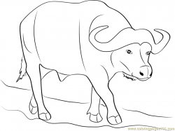 Wild Buffalo Coloring Page - Free Buffalo Coloring Pages ...