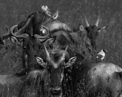 Wildebeest art | Etsy