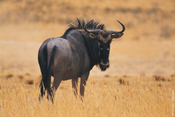 Black Wildebeest | Game | Pinterest