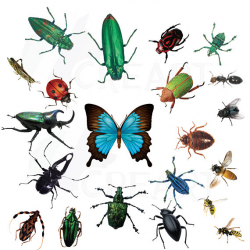 Watercolor insects and bugs clipart pack, vectors for commercial or ...