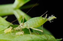 How to Get Rid of Aphids | Auntie Dogma's Garden Spot