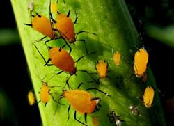 120 best Ladybugs images on Pinterest | Ladybugs, Beetles and ...