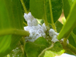 white aphids - Incep.imagine-ex.co