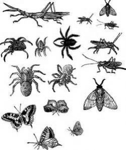 Insect Clipart Black And White Image bugs-png | Teaching Unit ...