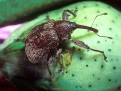 Boll Weevil | bugs | Pinterest | Integrated pest management and Pest ...