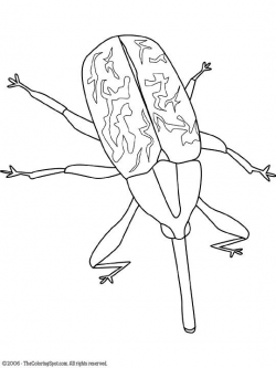 boll weevil | Bugs & rodent Embroidery Patterns | Pinterest ...