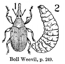 20 best Boll Weevil images on Pinterest | Blues, Mississippi and Marvel