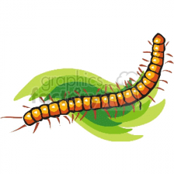 insect insects bug bugs centipedes centipede centipeed0001.gif clip ...
