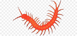 Insect Centipedes Clip art - Centipede Cliparts png download - 600 ...