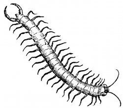 46 best Cartoon Centipede Tattoo images on Pinterest | Centipedes ...