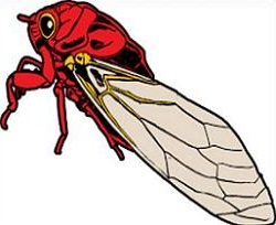 Free Cicada Insect Clipart