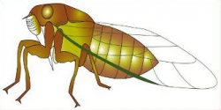 Free Cicada Insect Clipart