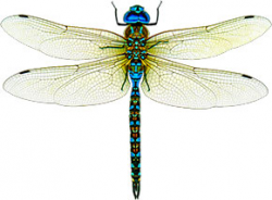 Free Insect Animations - Insect Clipart - Graphics - Images