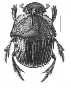 Dung beetle drawing | WildlifeUnderFoot | Pinterest | Insects ...