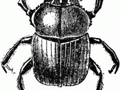 Dung Beetle Clipart small bug - Free Clipart on Dumielauxepices.net