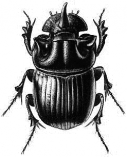 Horned Dung Beetle - /animals/bugs/H/Horned_Dung_Beetle.png.html