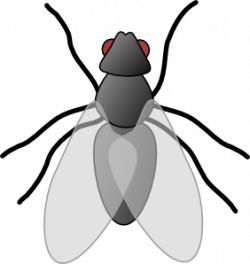 Fly Bug Insect Clip Art at Clker.com - vector clip art online ...