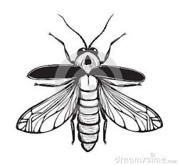 Firefly Insect Black Inky Drawing Stock Vector - Image: 41055799 ...