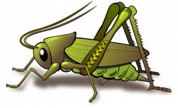Grasshopper insect clipart - Clipartix