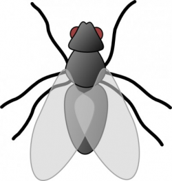 Fly Bug Insect clip art | Clipart Panda - Free Clipart Images