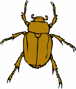 Clipart - chafer bug
