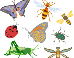 Clipart bugs | Etsy