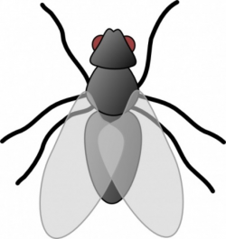 fly bug with red eyes at top | Clipart Panda - Free Clipart Images