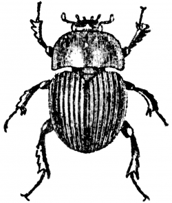 Dung Beetle clipart black and white - Pencil and in color dung ...