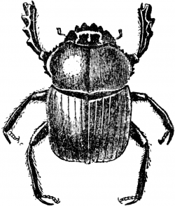 Insect clipart scarab - Pencil and in color insect clipart scarab