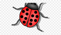 Flies Clipart Small Bug - Lady Bug - Png Download (#636792 ...