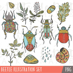 Beetle Illustrations Clipart Set, Beetle Clip Art, Bug Clipart ...