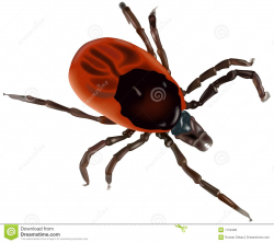 Tick Insect Clipart