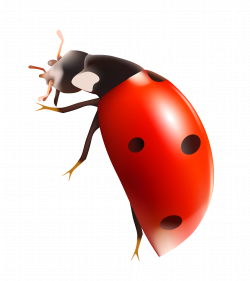 Lady Bug PNG Clipart | Gallery Yopriceville - High-Quality Images ...