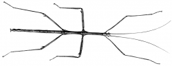 Stick Insect | ClipArt ETC