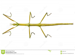 28+ Collection of Walking Stick Insect Clipart | High quality, free ...