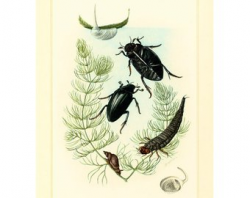 Water beetle | Etsy