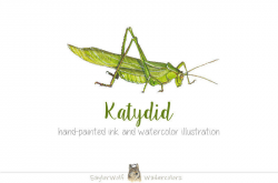 Digital Art For All You Robots — Katydid Ink and Watercolor Insect ...