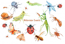 Watercolor Insects and Spider ~ Illustrations ~ Creative Market