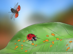 How to Keep Aphids Away Using Eco Friendly Methods: 8 Steps