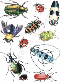Insects Clipart - Digital Collage Sheet Instant Download ...