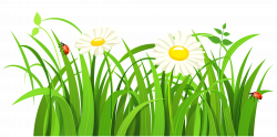 Grass with Daisies and Lady bugs PNG Clipart | Gallery Yopriceville ...