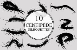 Centipede Silhouettes Clipart Clip Art Centipede Clip Art | Insects ...