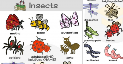 Insects Vocabulary in English | Learn Insect Names - 7 E S L