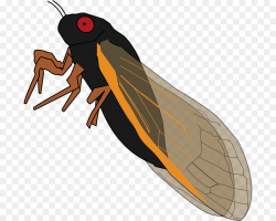 Insect Periodical cicadas True bugs Cicadidae Clip art - insect png ...