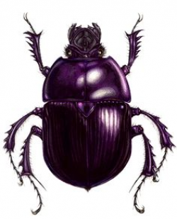 dung beetle tattoo - Google Search | Want. | Pinterest | Beetle ...