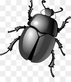 Dung Beetle PNG and PSD Free Download - Dung beetle Xylotrupes ...