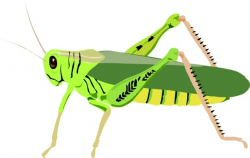 Grasshopper Locust clip art Free vector in Open office drawing svg ...