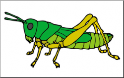 Clip Art: Insects: Grasshopper Color I abcteach.com | abcteach